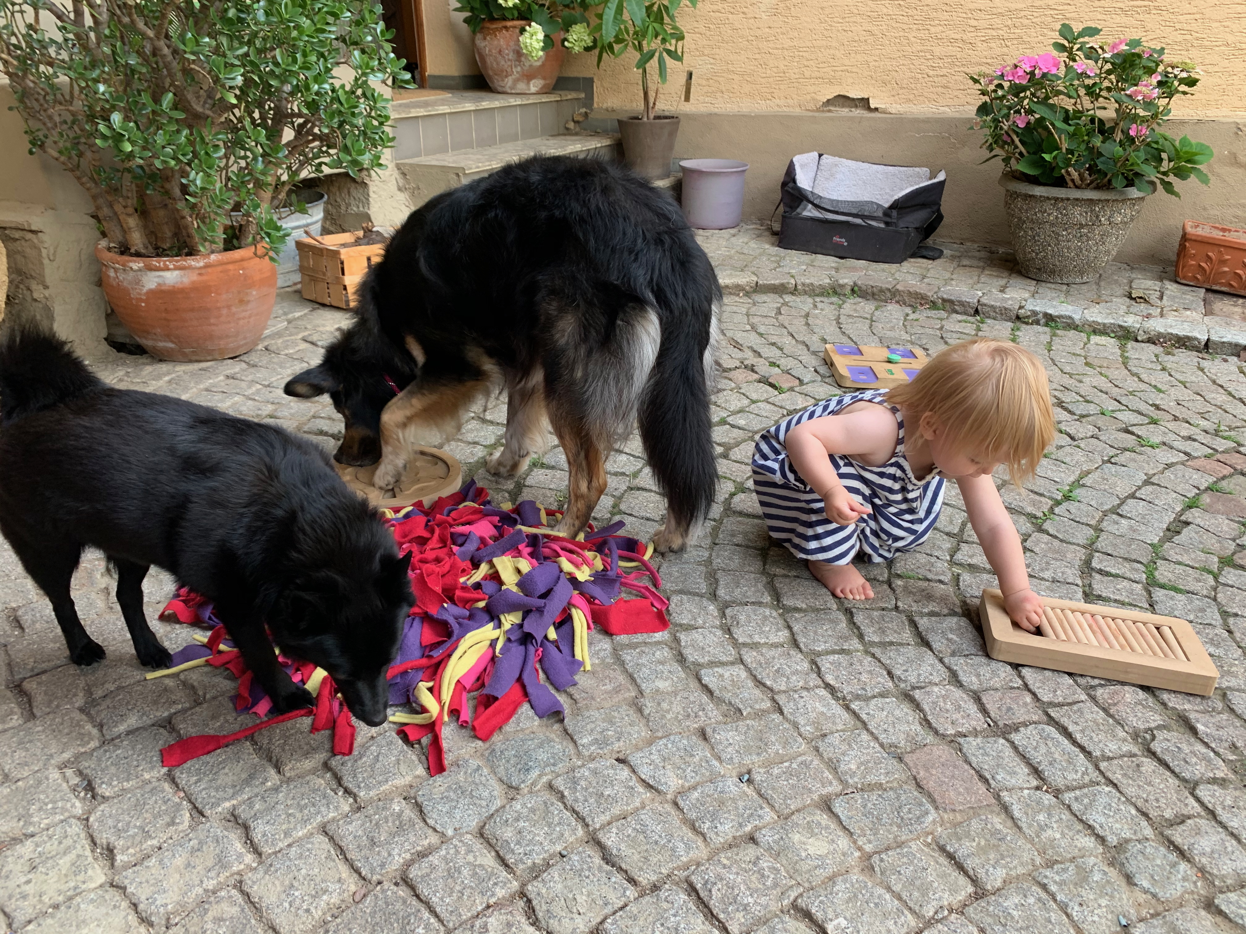 Kind und zwei Hunde beim Picknick auf der Wiese mit weiter Aussicht