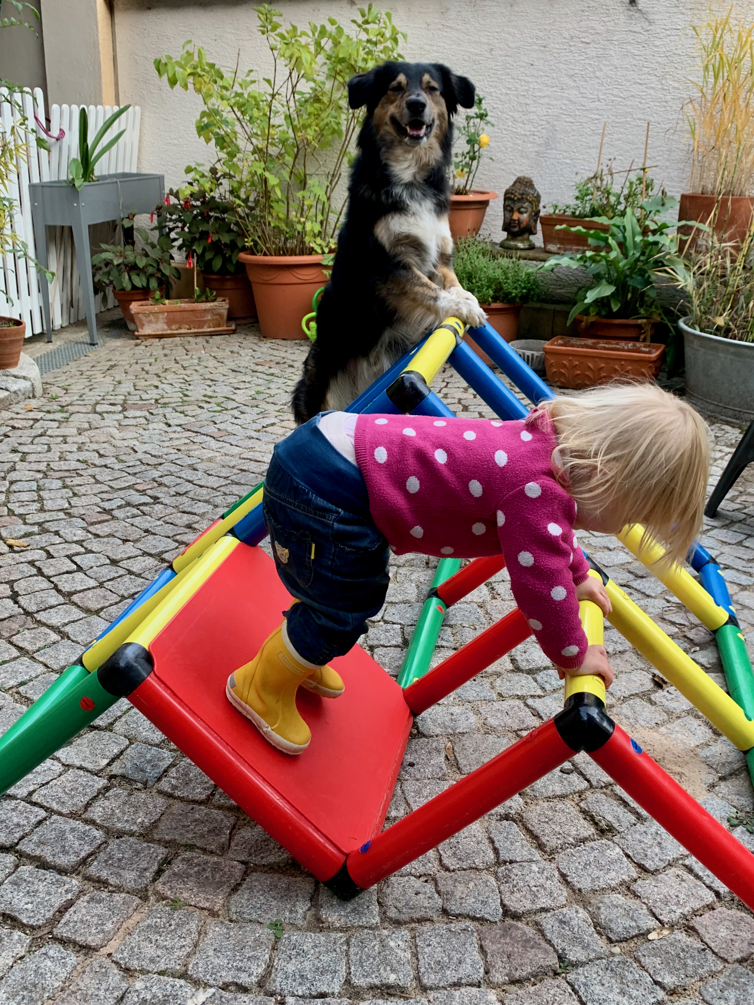 Kind klettert auf Klettergerüst, Hund schaut gespannt zu